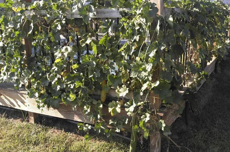 BULK PRICE FREE SHIP USA Organic Loofah Luffa Sponge Facial Skin Care Exfoliator