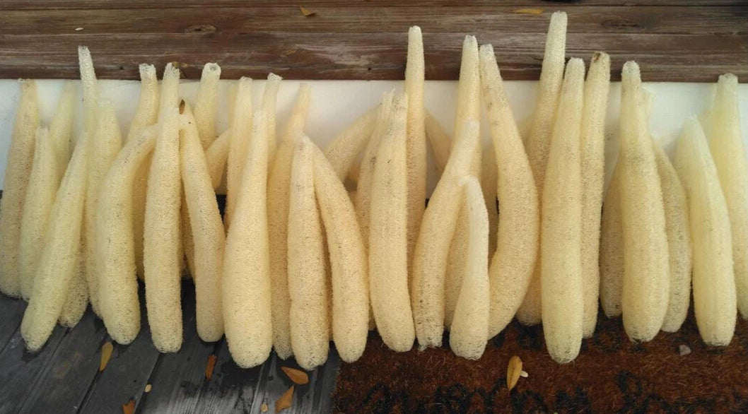 BULK PRICE FREE SHIP USA Organic Loofah Luffa Sponge Facial Skin Care Exfoliator