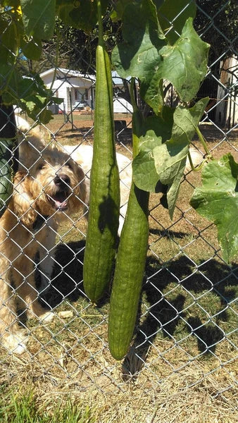 BULK PRICE FREE SHIP USA Organic Loofah Luffa Sponge Facial Skin Care Exfoliator