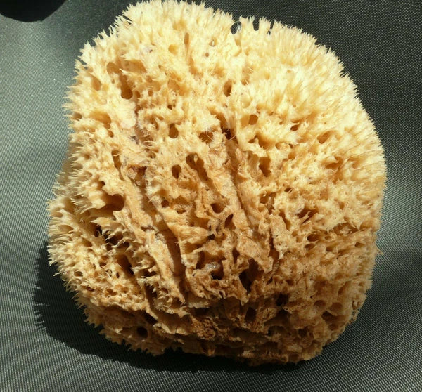 Lux Sea Sponge BATH 18 cm  Honeycomb Unbleached Brown  GREECE