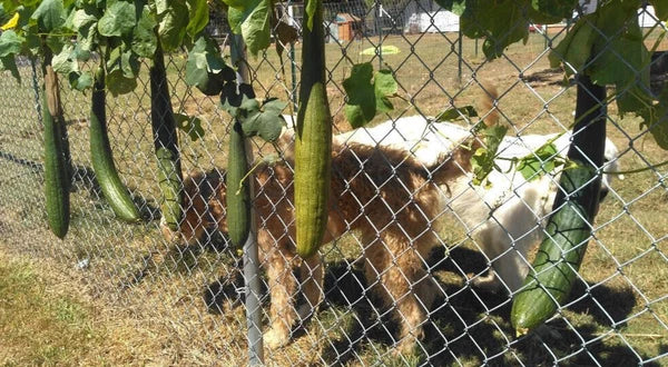 BULK PRICE FREE SHIP USA Organic Loofah Luffa Sponge Facial Skin Care Exfoliator