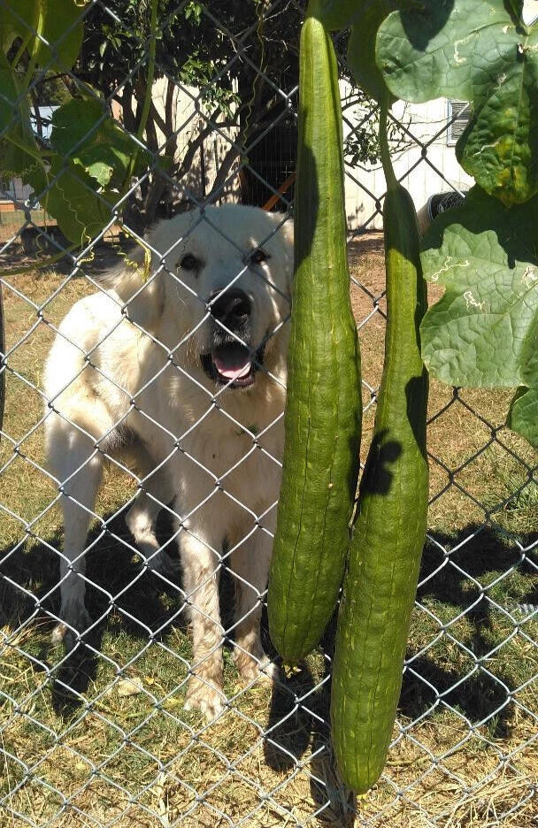 BULK PRICE FREE SHIP USA Organic Loofah Luffa Sponge Facial Skin Care Exfoliator