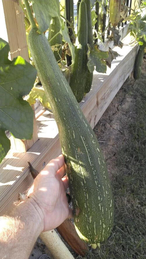 BULK PRICE FREE SHIP USA Organic Loofah Luffa Sponge Facial Skin Care Exfoliator